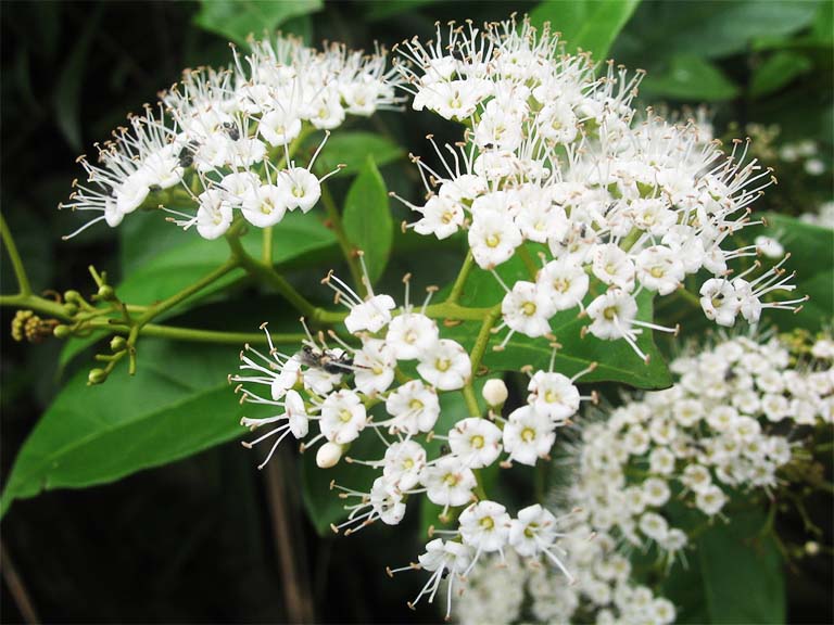 hình ảnh cây xạ đen