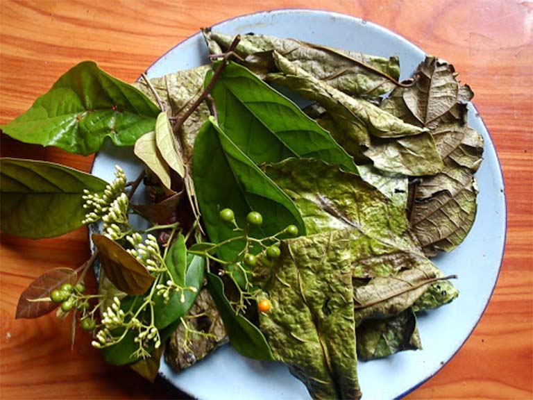 những bài thuốc từ cây xạ đen