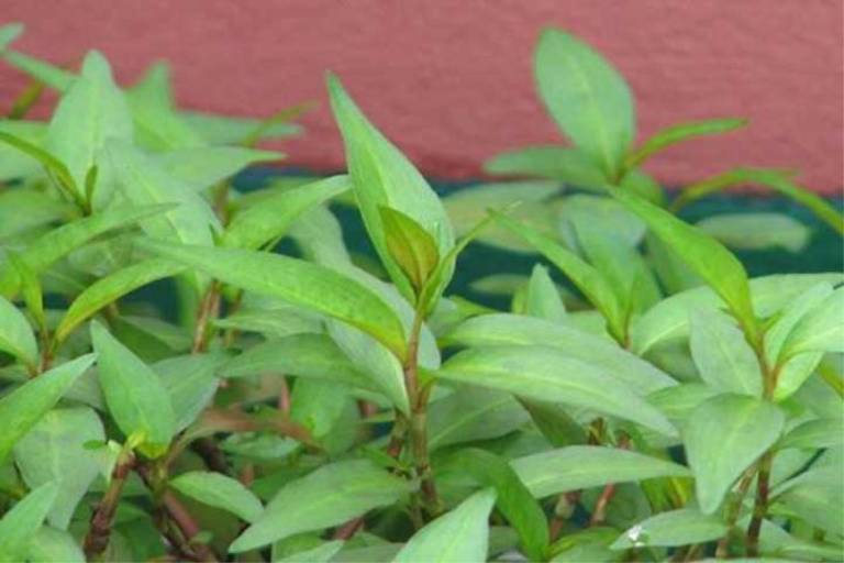Rau răm chữa bệnh tổ đỉa