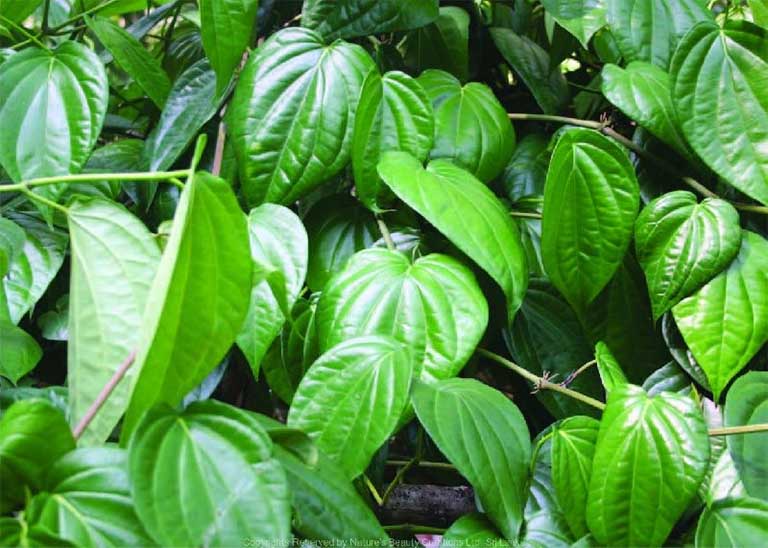 chữa bệnh tổ đỉa bằng muối và lá trầu không