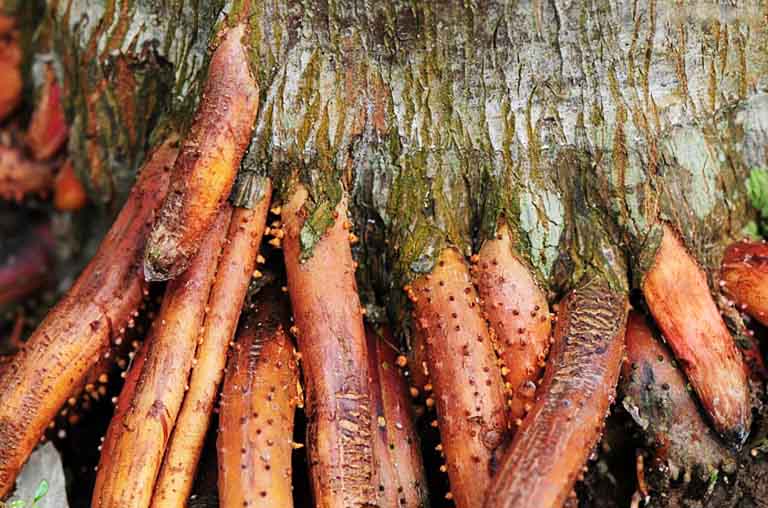 bài thuốc rễ cau chữa yếu sinh lý, liệt dương