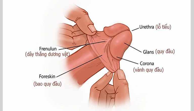 Cách nhận biết đàn ông quan hệ lần đầu, dương vật của con trai còn trinh chưa chịch đụ