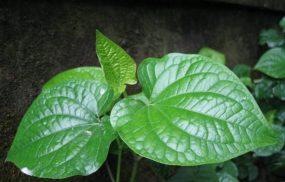 Cách chữa dị ứng thời tiết bằng lá lốt đơn giản hiệu quả