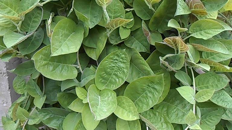Chữa vi khuẩn HP bằng lá mơ