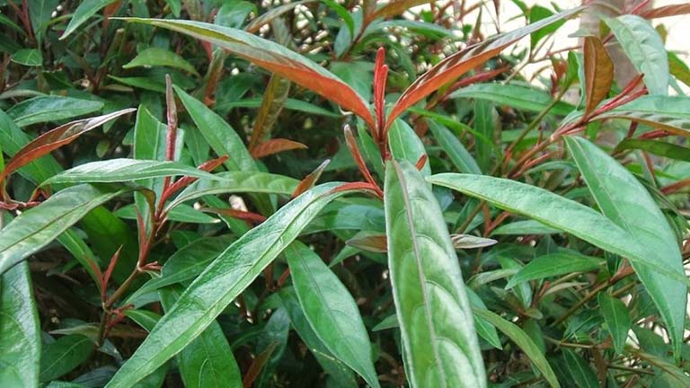 Chữa vi khuẩn HP bằng lá cây hoàn ngọc
