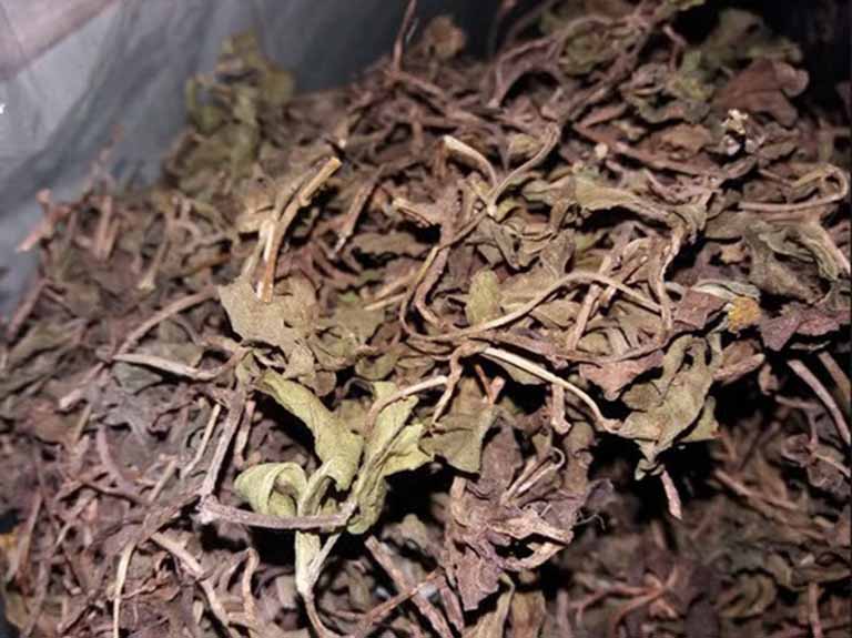 Chữa Viêm da cơ địa từ cây Sài Đất
