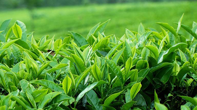 Trẻ bị vàng da tắm lá gì