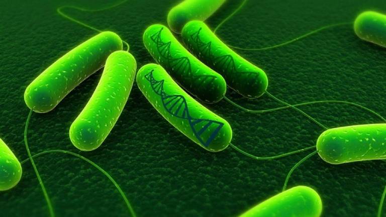 Vi khuẩn Hp (H. pylori) là gì? Có lây không? Nguy hiểm không?