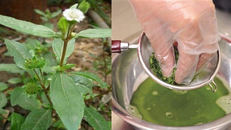 Bài thuốc từ cỏ mực trị ho cho bé