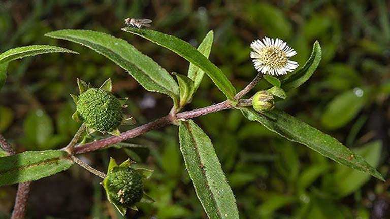 Bài thuốc từ cỏ mực trị ho cho bé 