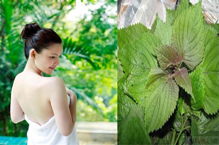 Cách chữa viêm da cơ địa bằng lá tía tô giảm ngứa hiệu quả