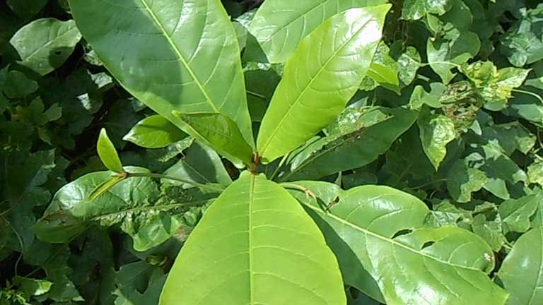 Cách dùng lá bàng chữa viêm họng 