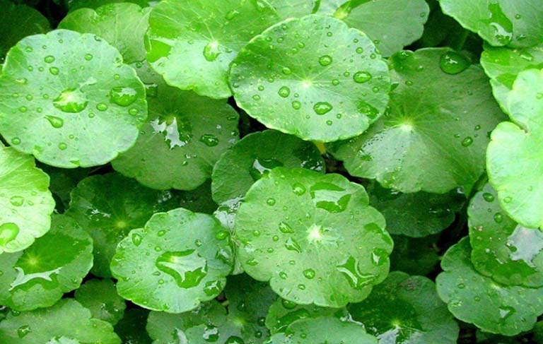 Cách trị ho ngứa cổ họng