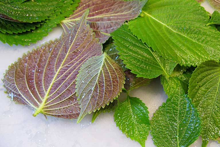 Chữa viêm amidan bằng thuốc nam
