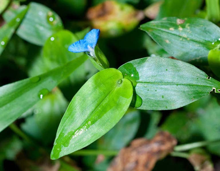 Chữa viêm amidan bằng thuốc nam
