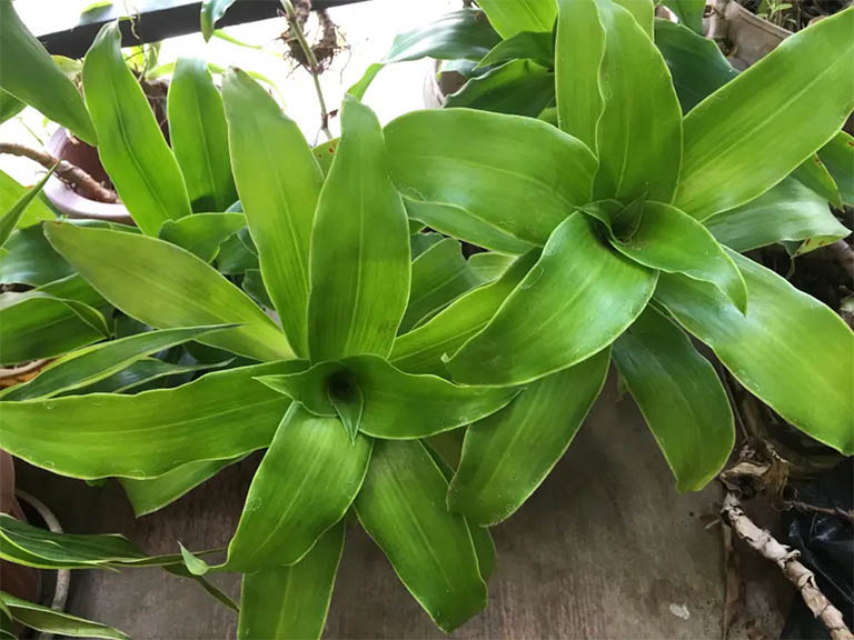 Chữa viêm amidan bằng thuốc nam