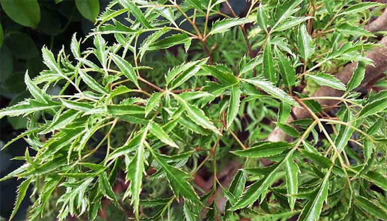 Chữa viêm amidan bằng thuốc nam
