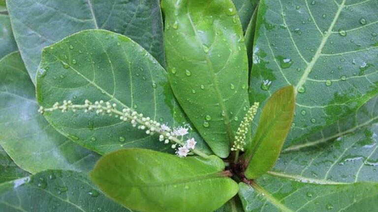 Chữa viêm amidan bằng thuốc nam