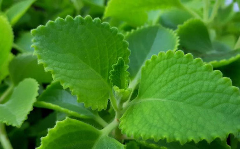 Chữa viêm amidan bằng thuốc nam
