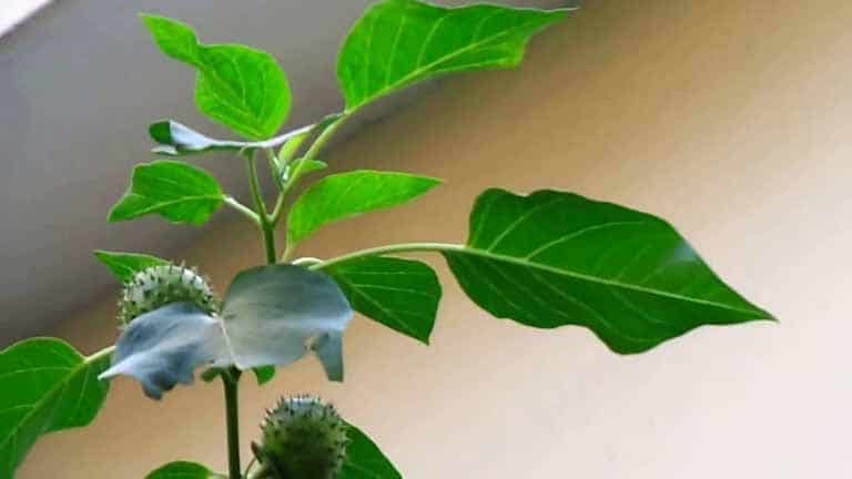 Đối tượng nào không nên dùng cà độc dược chữa viêm xoang