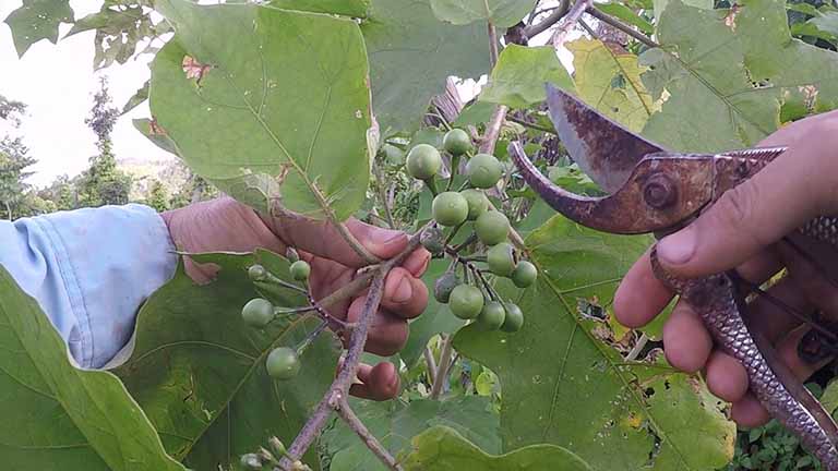Dùng cà độc dược chữa viêm xoang bị ngộ độ nên làm gì?