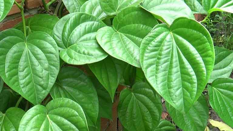 Công dụng của lá trầu không với người bị bệnh tổ đỉa