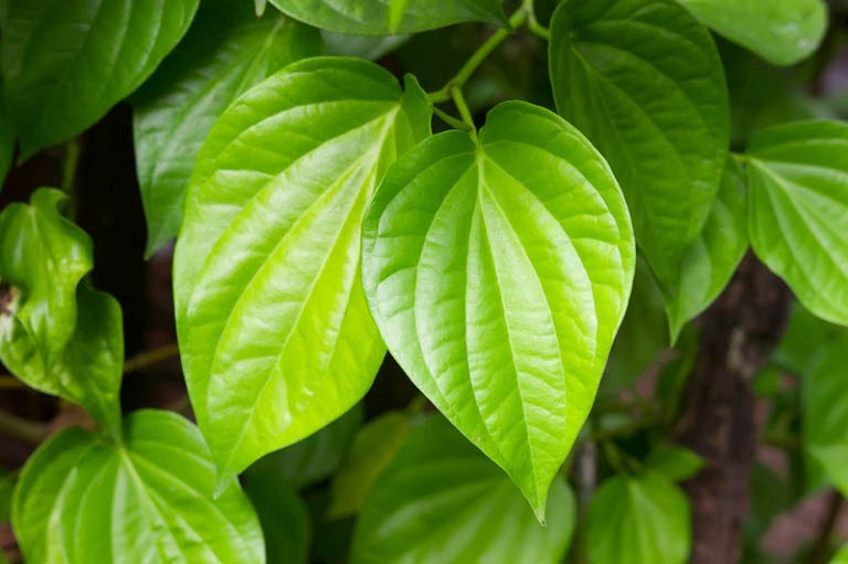 Công dụng của lá trầu không với người bị bệnh tổ đỉa