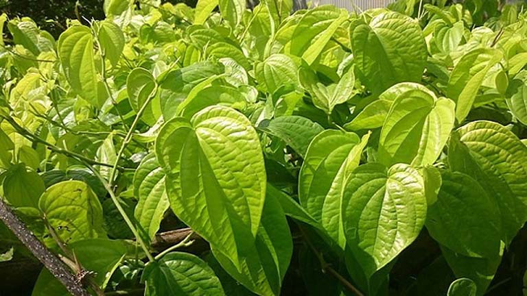 Lưu ý khi sử dụng lá trầu không điều trị bệnh tổ đỉa