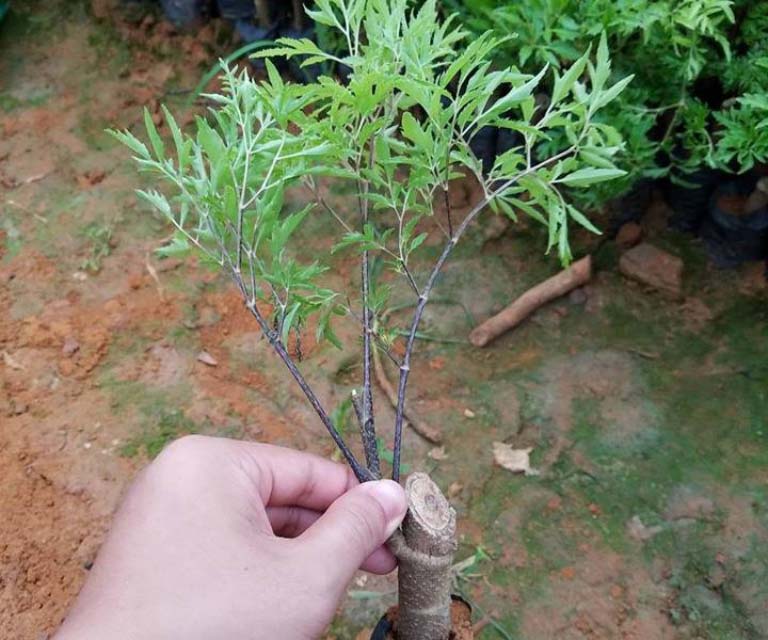 chữa viêm da tiết bã bằng dân gian