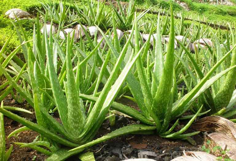 chữa viêm da tiết bã bằng dân gian