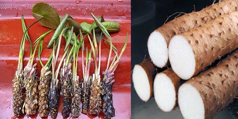 chữa yếu sinh lý không cần thuốc