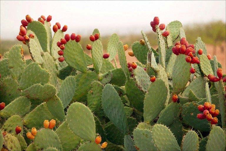 3 cách dùng nhựa xương rồng chữa hắc lào