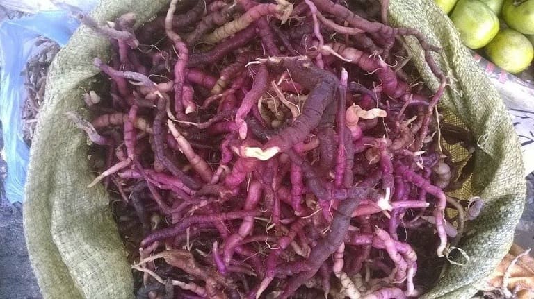 3 cách chữa yếu sinh lý bằng ba kích cải thiện phong độ