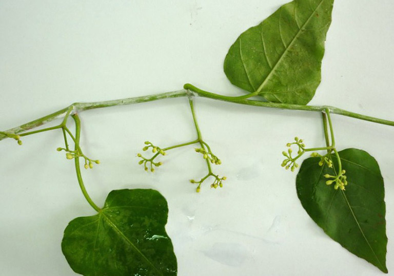 bài thuốc đắp chữa thoát vị đĩa đệm