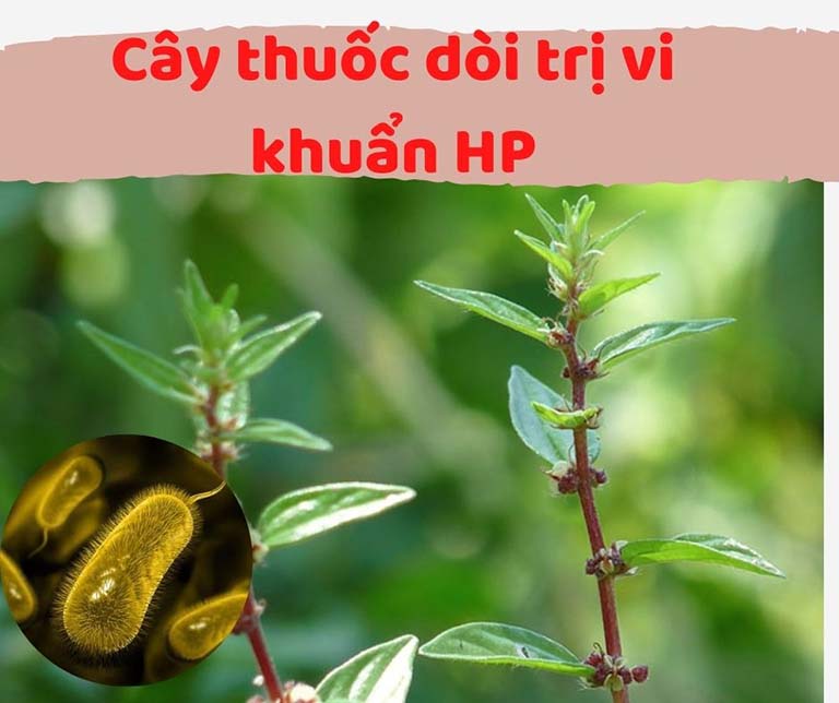 cây thuốc dòi trị vi khuẩn HP 