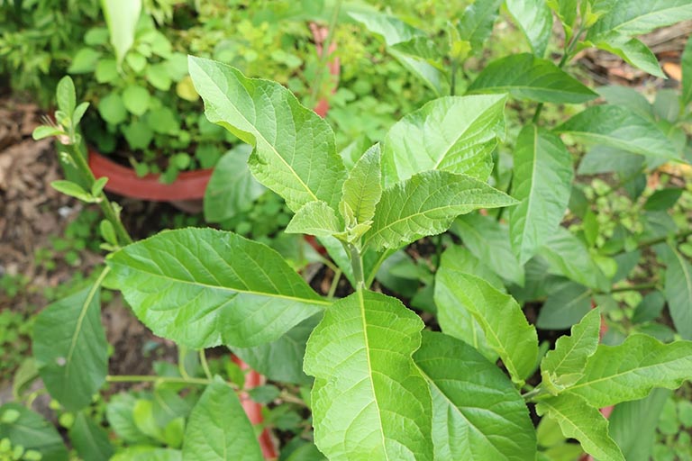 chữa xuất tinh sớm không dùng thuốc
