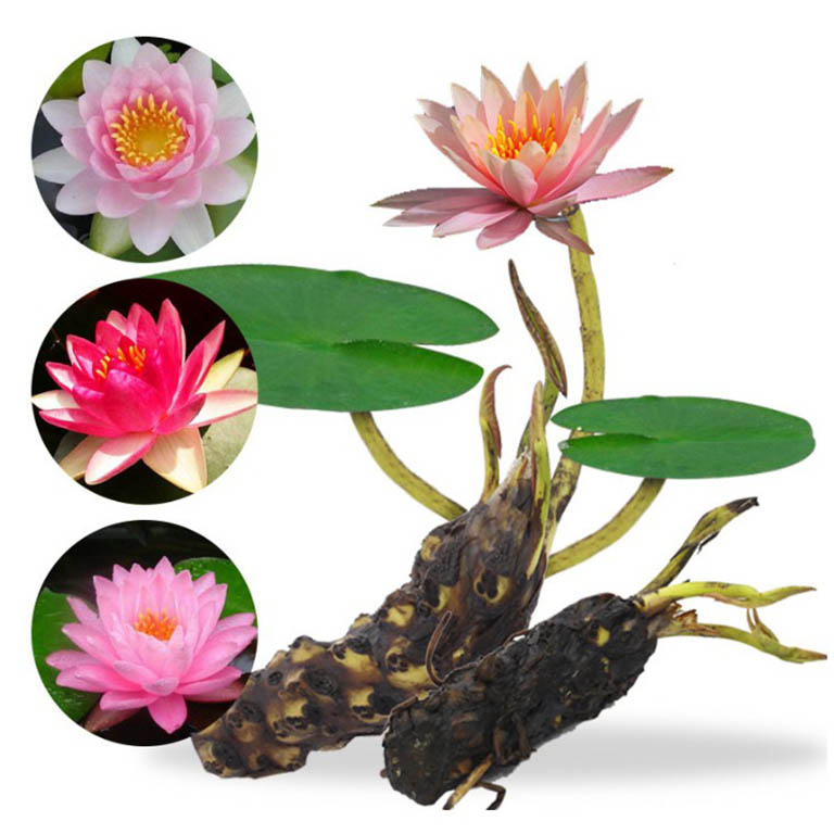 chữa xuất tinh sớm không cần thuốc
