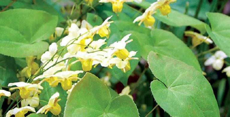 Dâm dương hoắc cải thiện tình trạng xuất tinh sớm