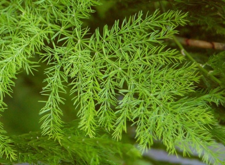 thuốc nam chữa yếu sinh lý nữ