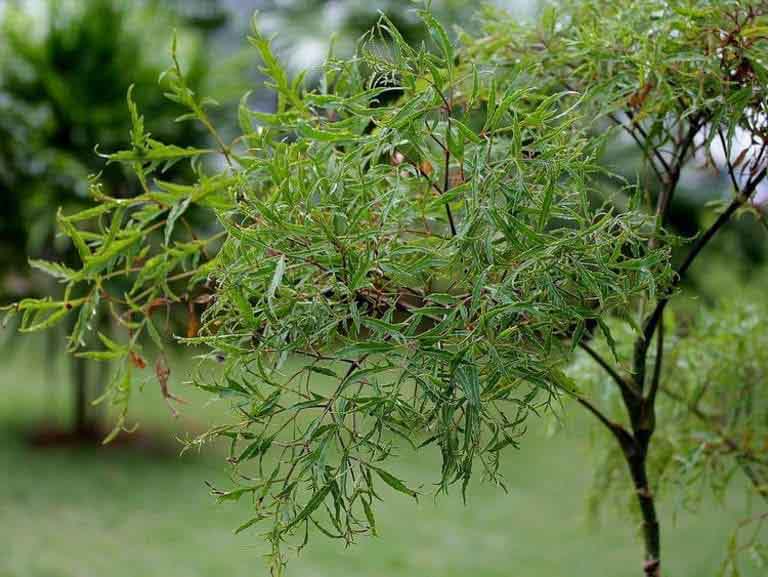 cách chữa đau thần kinh tọa