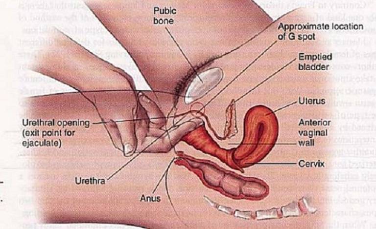 Điểm G nằm ở đâu?