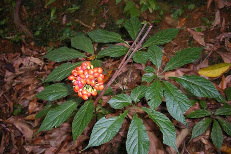 Sâm Ngọc Linh Quảng Nam