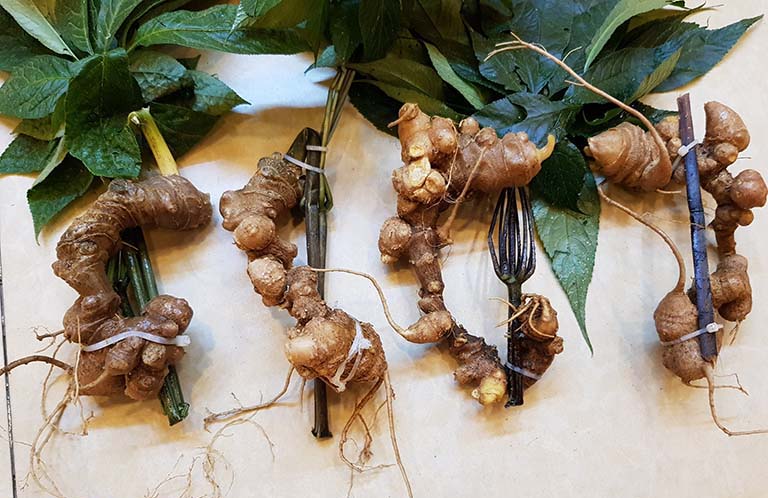Sâm Ngọc Linh Quảng Nam