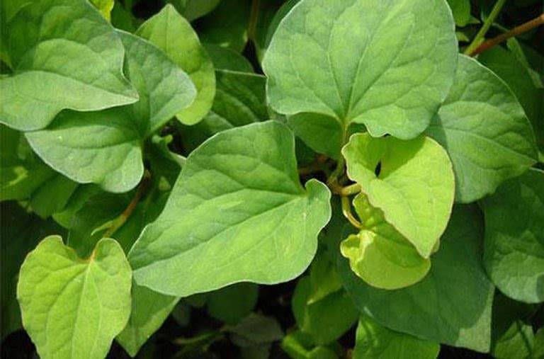 Cách chữa bệnh trĩ cho bà bầu bằng rau diếp cá an toàn
