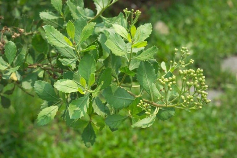 Sử dụng cúc tần