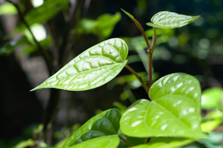 Sử dụng lá trầu không