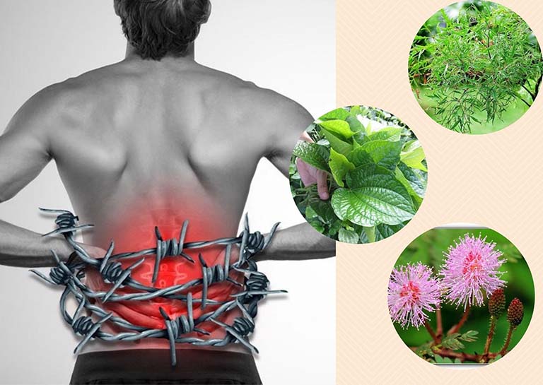 chữa gai cột sống bằng lá lốt