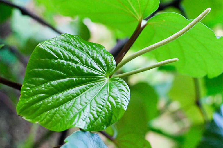 chữa gai cột sống bằng lá lốt