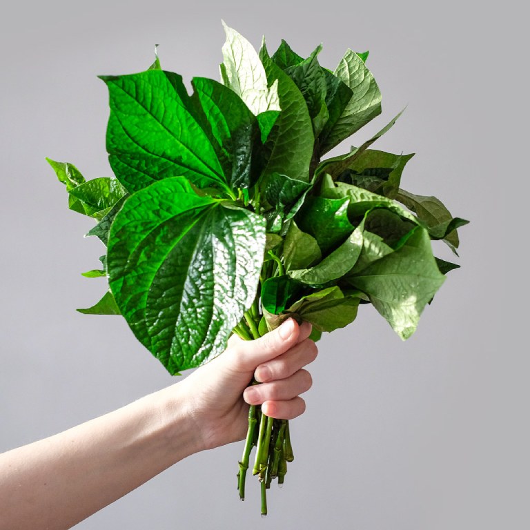 Chữa viêm khớp dạng thấp bằng lá lốt