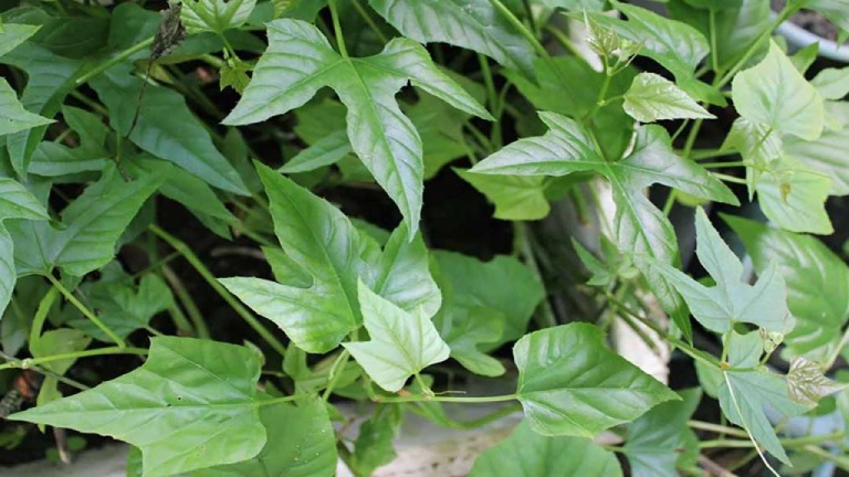 Trị viêm khớp dạng thấp bằng cây chìa vôi
